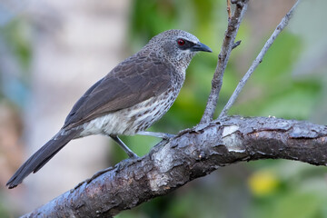 Hartlaub's Babbler, Turdoides hartlaubii