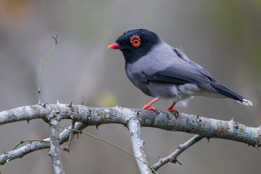 Gabela Helmetshrike, Prionops gabela