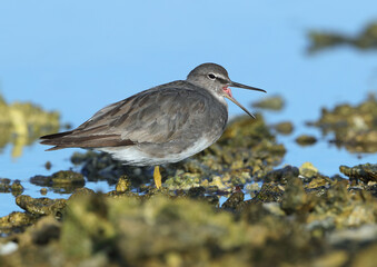 Wandering Tattler, Tringa incana
