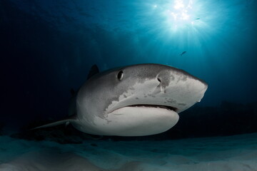 Fototapeta premium Tiger Shark on Tiger Beach Bahamas