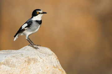 White-tailed Shrike, Lanioturdus torquatus