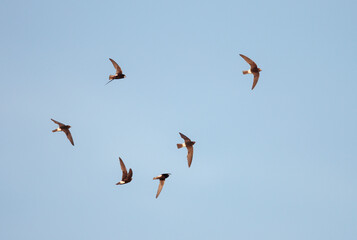 Little Swift, Apus affinis
