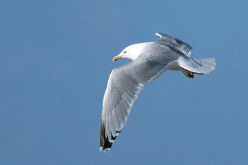 American Herring Gull, Larus smithsonianus