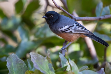 Rufous-bellied Tit, Melaniparus rufiventris