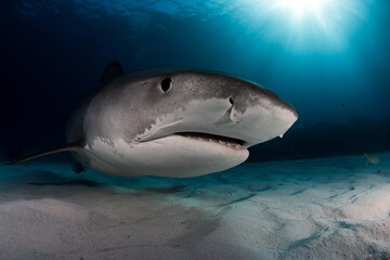Tiger Shark on Tiger Beach Bahamas