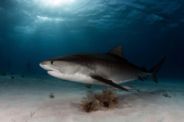 Fototapeta premium Tiger Shark on Tiger Beach Bahamas