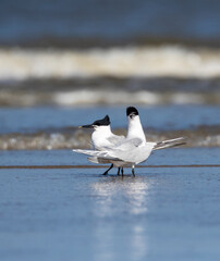Sandwich Tern, Thalasseus sandvicensis