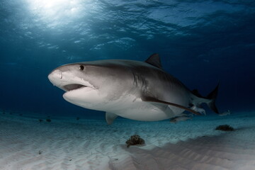Obraz na płótnie Canvas Tiger Shark on Tiger Beach Bahamas