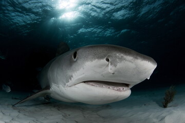 Fototapeta premium Tiger Shark on Tiger Beach Bahamas
