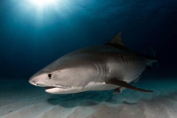 Obraz na płótnie Canvas Tiger Shark on Tiger Beach Bahamas