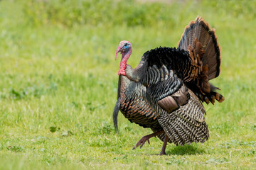 Wild Turkey, Meleagris gallopavo
