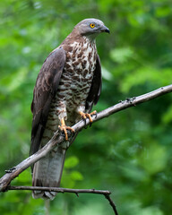 European Honey Buzzard, Pernis apivorus