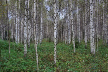nature fields and trees of russia