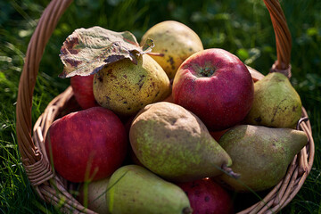 Closeup of fresh organic apples and pears in beautiful wicker basket in high grass