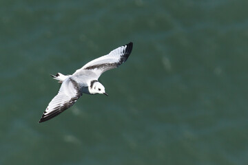 Three-toed gull in flight