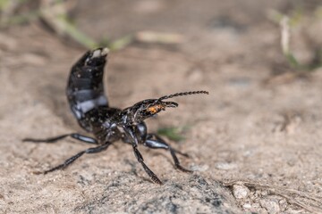 Schwarzer Moderkäfer in Abwehrhaltung und Verteidigungsposition kurz vor Angriff im Bayerischen Wald, Deutschland Europa