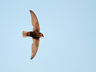 Little Swift, Apus affinis