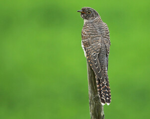 Common Cuckoo, Cuculus canorus