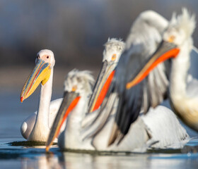Great White Pelican, Pelecanus onocrotalus