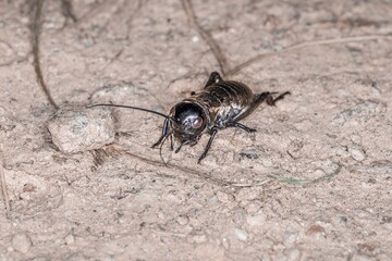 Nahaufnahme einer Grille auf einem Feldweg im Bayerischen Wald, Deutschland Europa