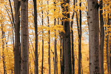 trees in forest with colorful autumn leaves