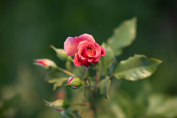 red rose in garden