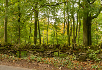 Golden leaves on autumn tree, Moreton in Marsh Cotswolds England UK