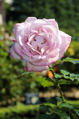 ピンク パープル バラ ローズ 薔薇