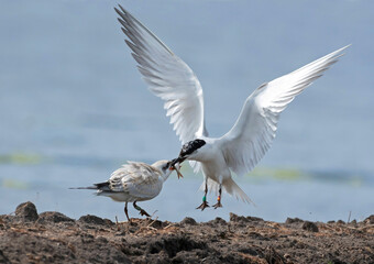 Gull-billed Tern, Gelochelidon nilotica