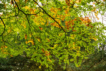 Golden leaves on autumn tree, Moreton in Marsh Cotswolds England UK