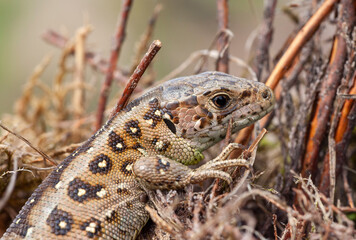 Sand Lizard, Lacerta agilis