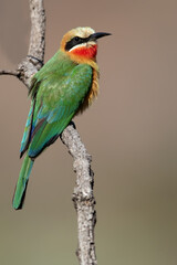 White-fronted Bee-eater, Merops bullockoides