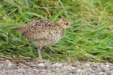 Common Pheasant, Phasianus colchicus
