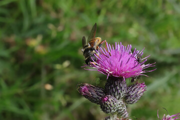 Sericomyia silentis a species of hoverfly sitting on a flower