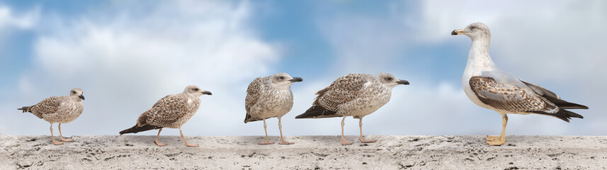 A large banner with the image of seagulls sitting on the parapet of the bridge. Seagulls isolated on a white background