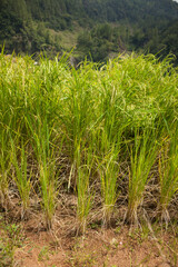 Frontal view of the green ears of a rice field, Tana Toraja, Sulawesi, Indonesia