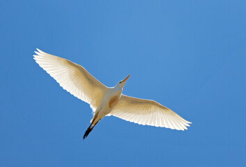 Obraz premium Cattle Egret, Bubulcus ibis