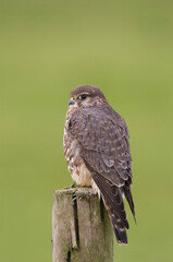 Smelleken, Merlin, Falco columbarius