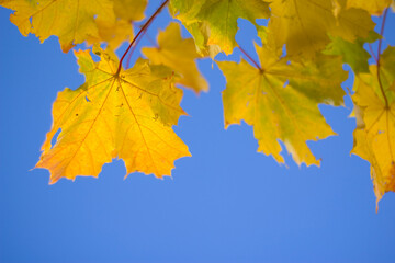 Fototapeta na wymiar autumn maple leaves on the blue sky unfocused background 