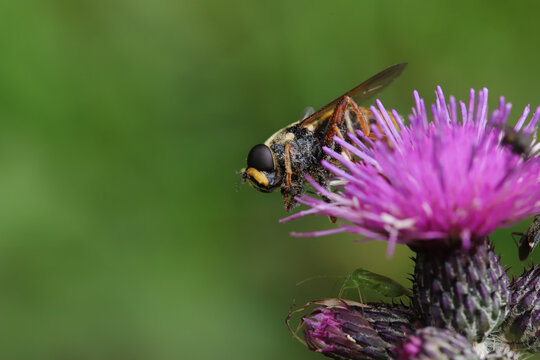 Sericomyia silentis a species of hoverfly sitting on a flower