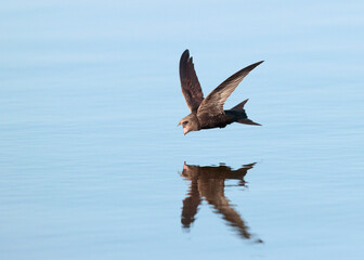 Common Swift, Apus apus