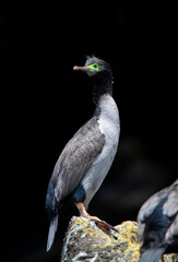 Pitt Shag, Phalacrocorax featherstoni