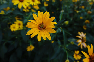 Yellow doronicum flowers in the garden in summer. Blooming flower close up.

