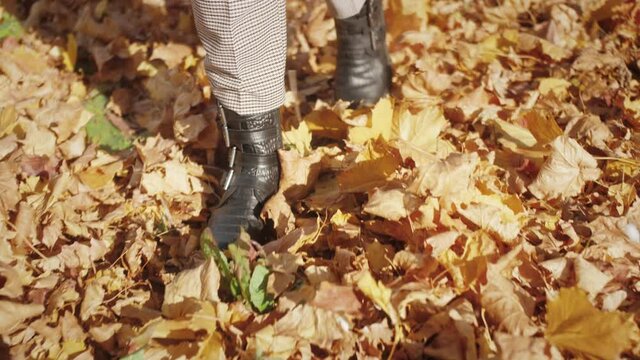 Walking in the autumn park, forest. Legs stepping on fall yellow maple leafs. Step to step.