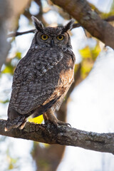 Spotted Eagle Owl, Bubo africanus
