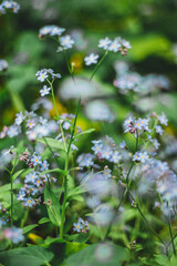 Beautiful outside plants and flowers close up vertical