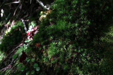 蒸した登山道に生える苔