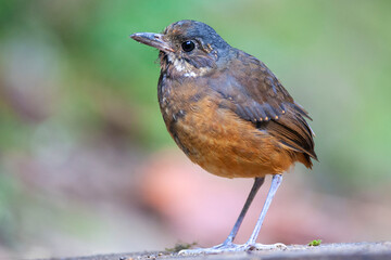Moustached Antpitta, Grallaria alleni