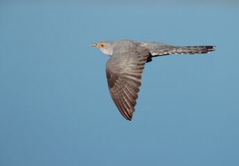 Common Cuckoo, Cuculus canorus