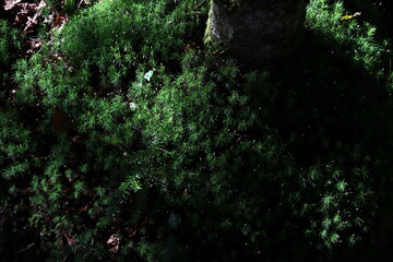 Fototapeta na wymiar 蒸した登山道に生える苔